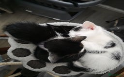 British Longhair cats for sale: 1 harlequin female and 1 British short haired  - Image 2