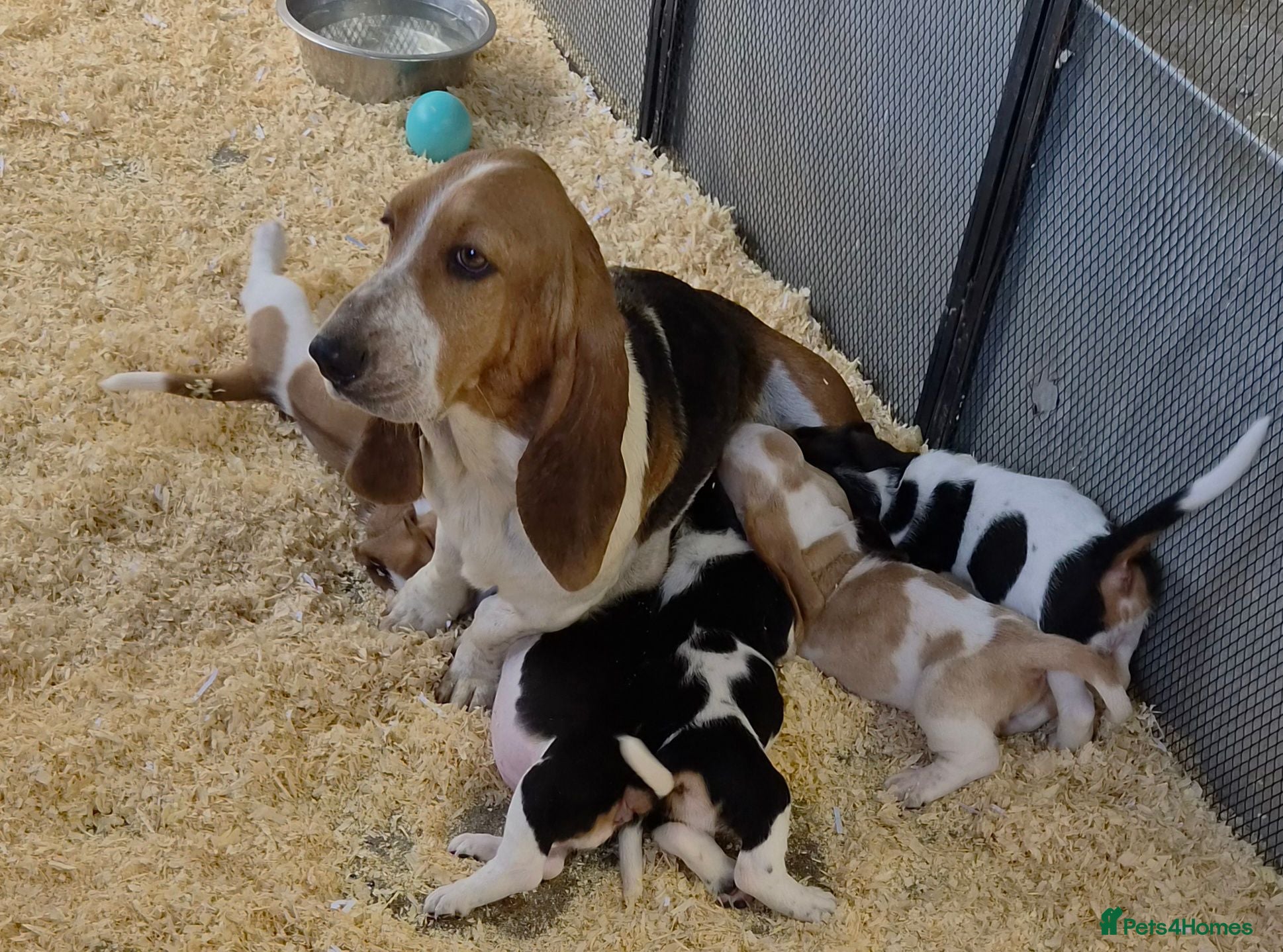 Basset Hound dogs KC BASSET HOUND PUPPIES  - Advert 2