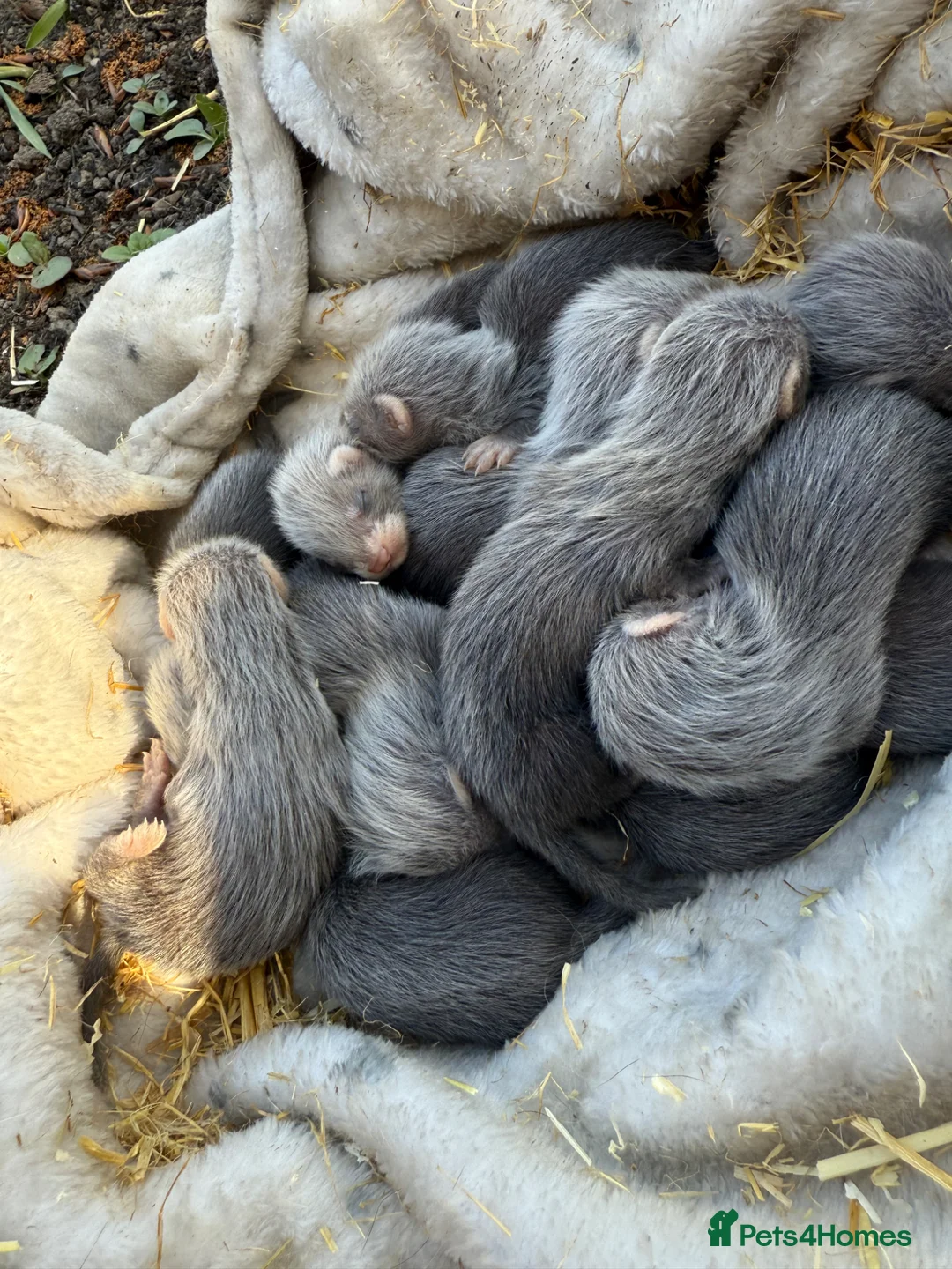 Ferret rodents for sale: Ferrets for sale  in Castleford - Advert 3