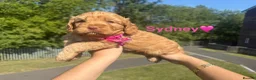 Cockapoo dogs for sale: COCKAPOO PUPPIES beautiful  in Oldham - Advert 9