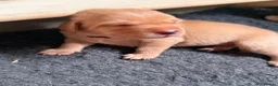 Labrador Retriever dogs for sale: KC Fox Red & Yellow Labrador Puppies - Advert 2