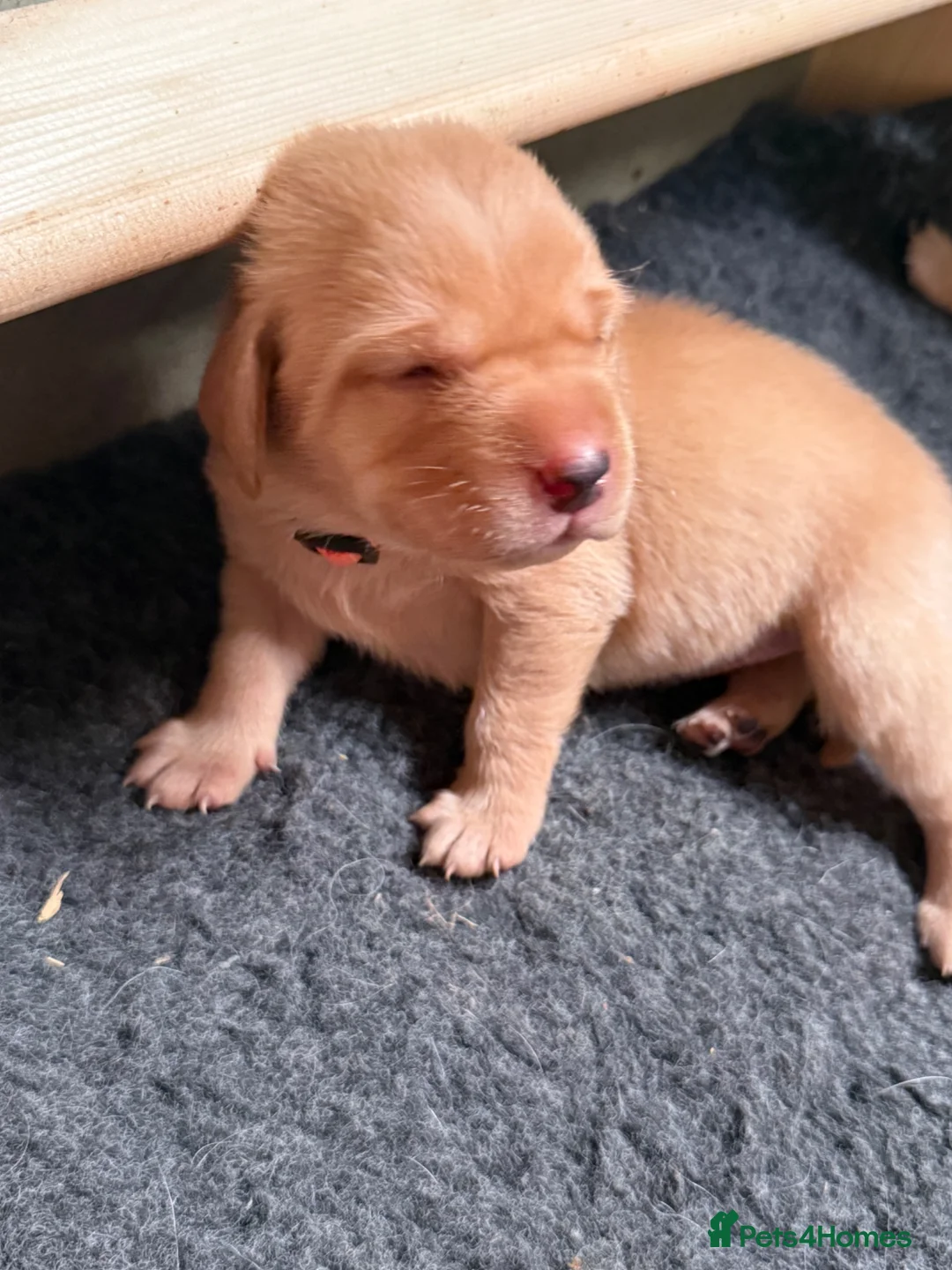 Labrador Retriever dogs for sale: KC Fox Red & Yellow Labrador Puppies - Advert 2