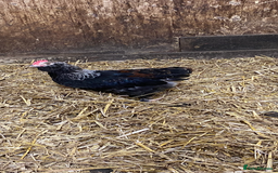 Chickens poultry for sale: Salmon faverole LF cockerel  - Image 1