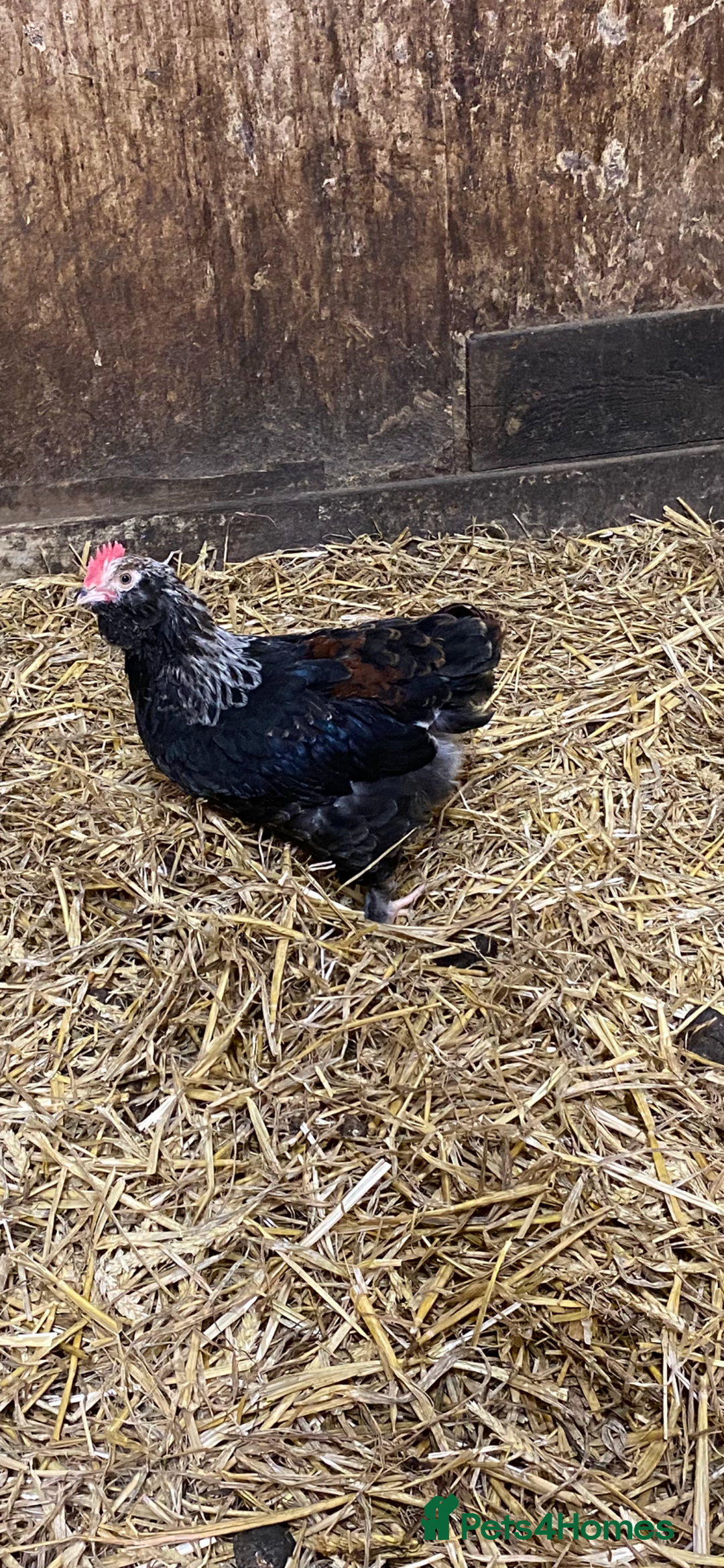 Chickens poultry for sale: Salmon faverole LF cockerel  - Image 1