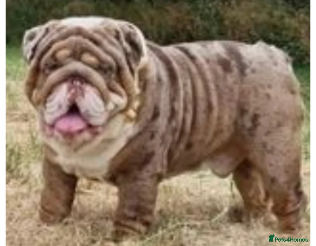 English Bulldog dogs for sale: puppies for sale last 2 girls on near offer  - Advert 4