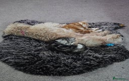 Mixed Breed cats for sale: Chinchilla Persian cross kittens  - Image 3