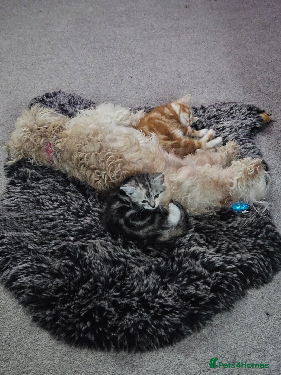 Mixed Breed cats for sale: Chinchilla Persian cross kittens  - Image 3