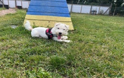 Patterdale Terrier dogs for adoption: Peanut - Image 3