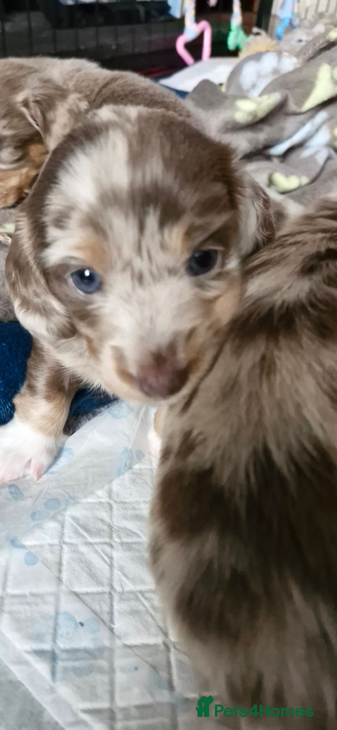 Miniature Dachshund dogs for sale: Longhaired miniature dachshunds  - Image 33