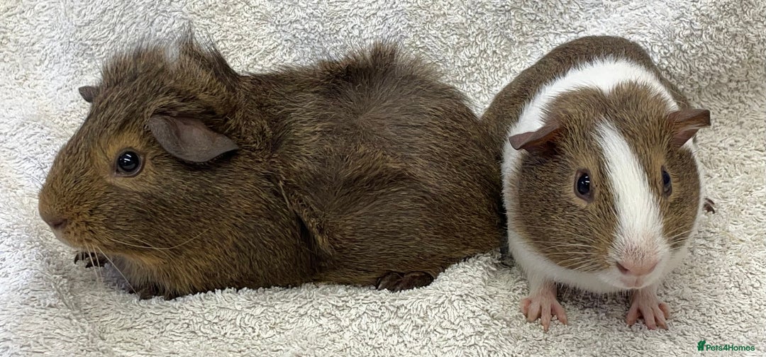 Guinea Pig rodents for sale: Gorgeous Guinea Pigs  - Image 3