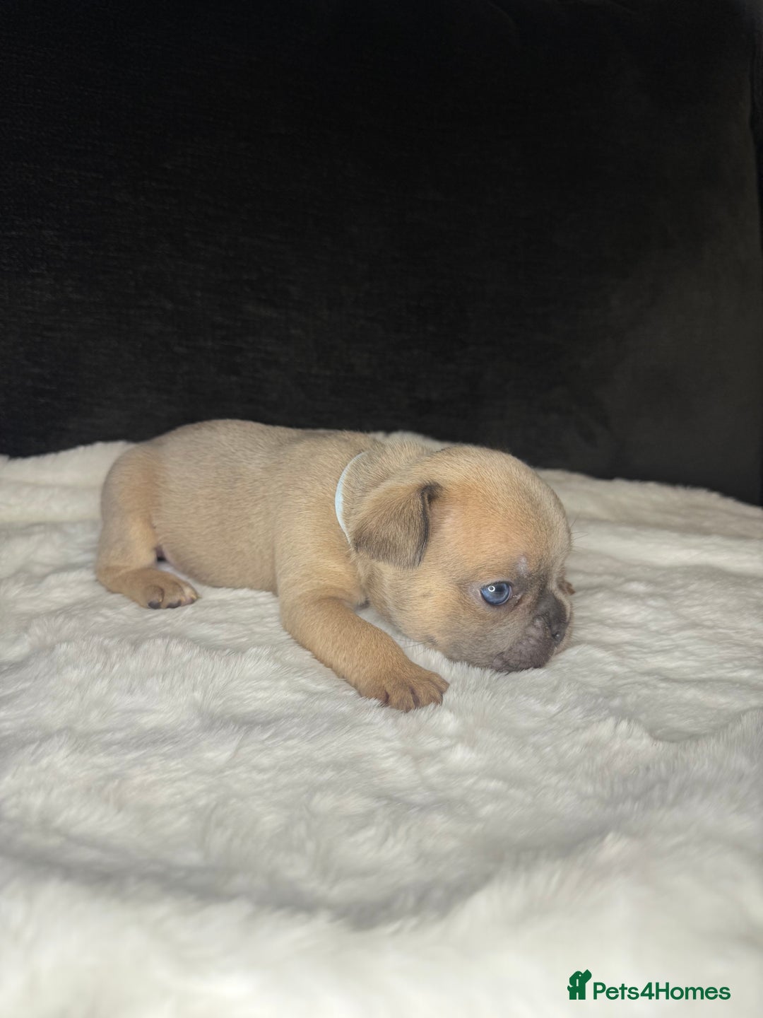French Bulldog dogs for sale: French Bulldog puppies - Advert 21