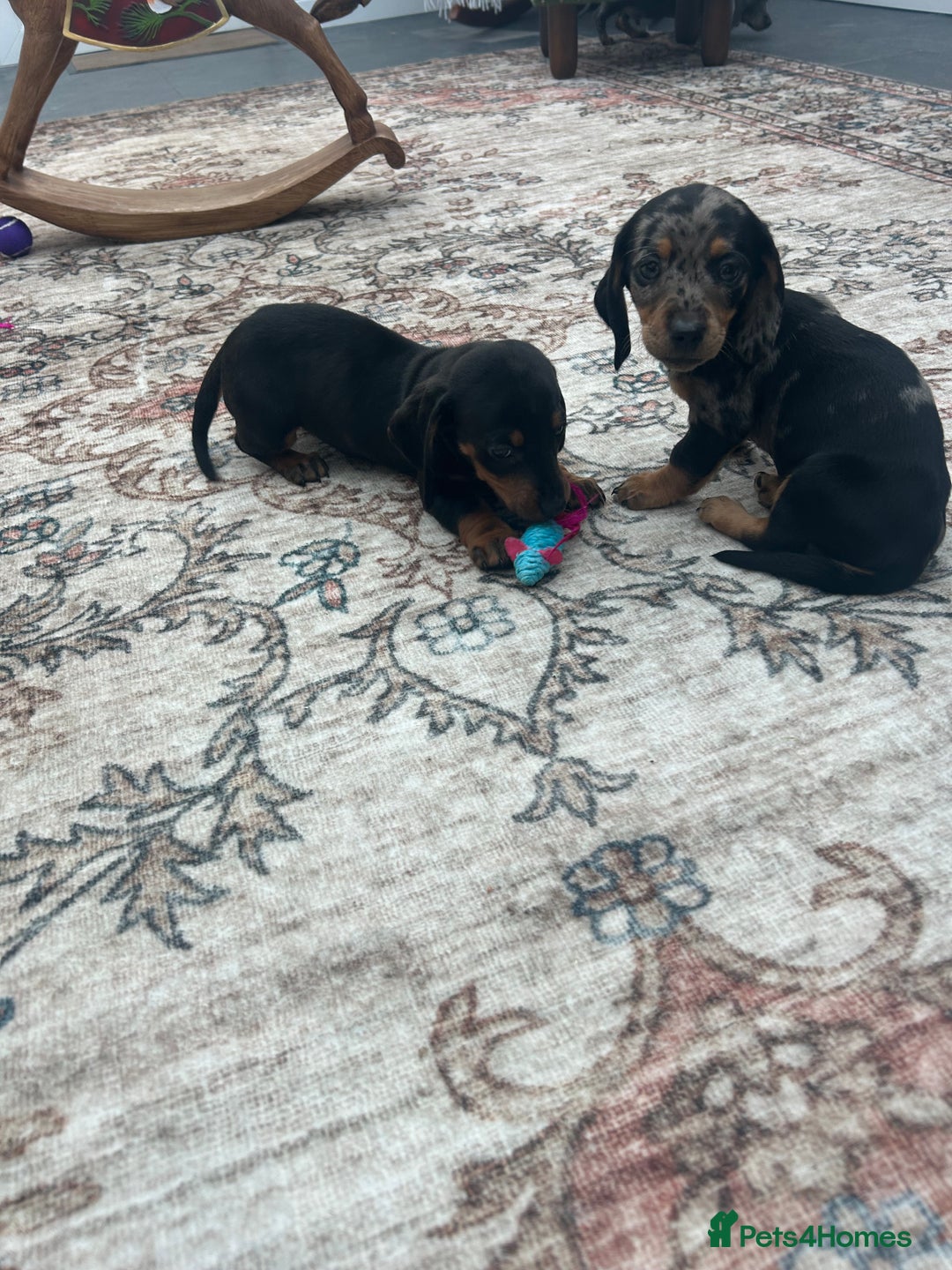 Miniature Dachshund dogs for sale: Miniature dachshund puppy’s  - Advert 10