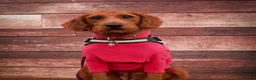Labradoodle dogs for sale: Beautiful F1B Labradoodle Puppies  - Advert 17
