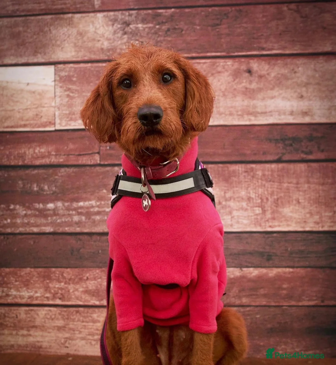 Labradoodle dogs for sale: Beautiful F1B Labradoodle Puppies  - Advert 17