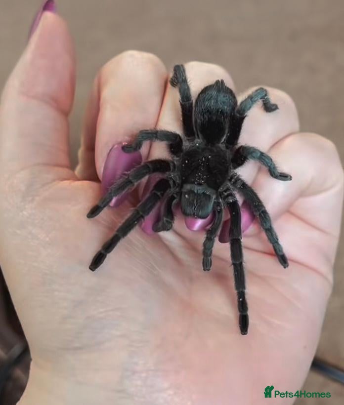 Tarantulas invertebrates Female Brazillian Black (Juvenile) - Advert 12