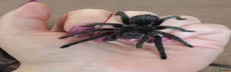 Tarantulas invertebrates for sale: Female Brazillian Black (Juvenile) - Advert 1