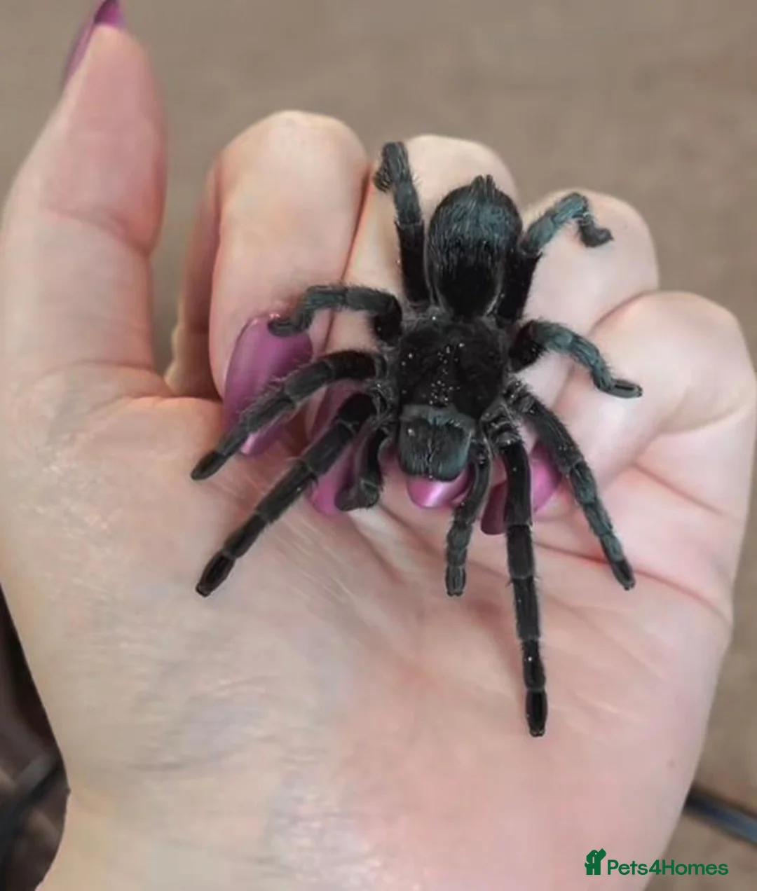 Tarantulas invertebrates for sale: Female Brazillian Black (Juvenile) - Advert 1