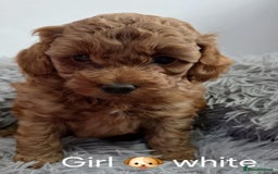 Maltipoo dogs for sale: red toy maltipoos - Image 5