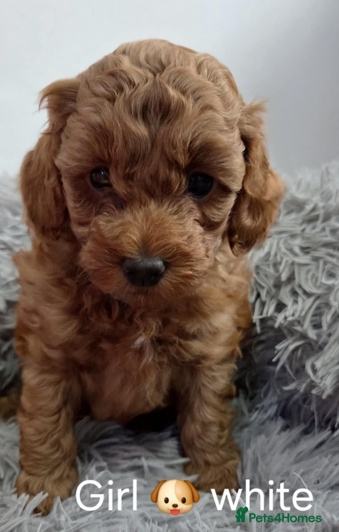 Maltipoo dogs for sale: red toy maltipoos - Image 5