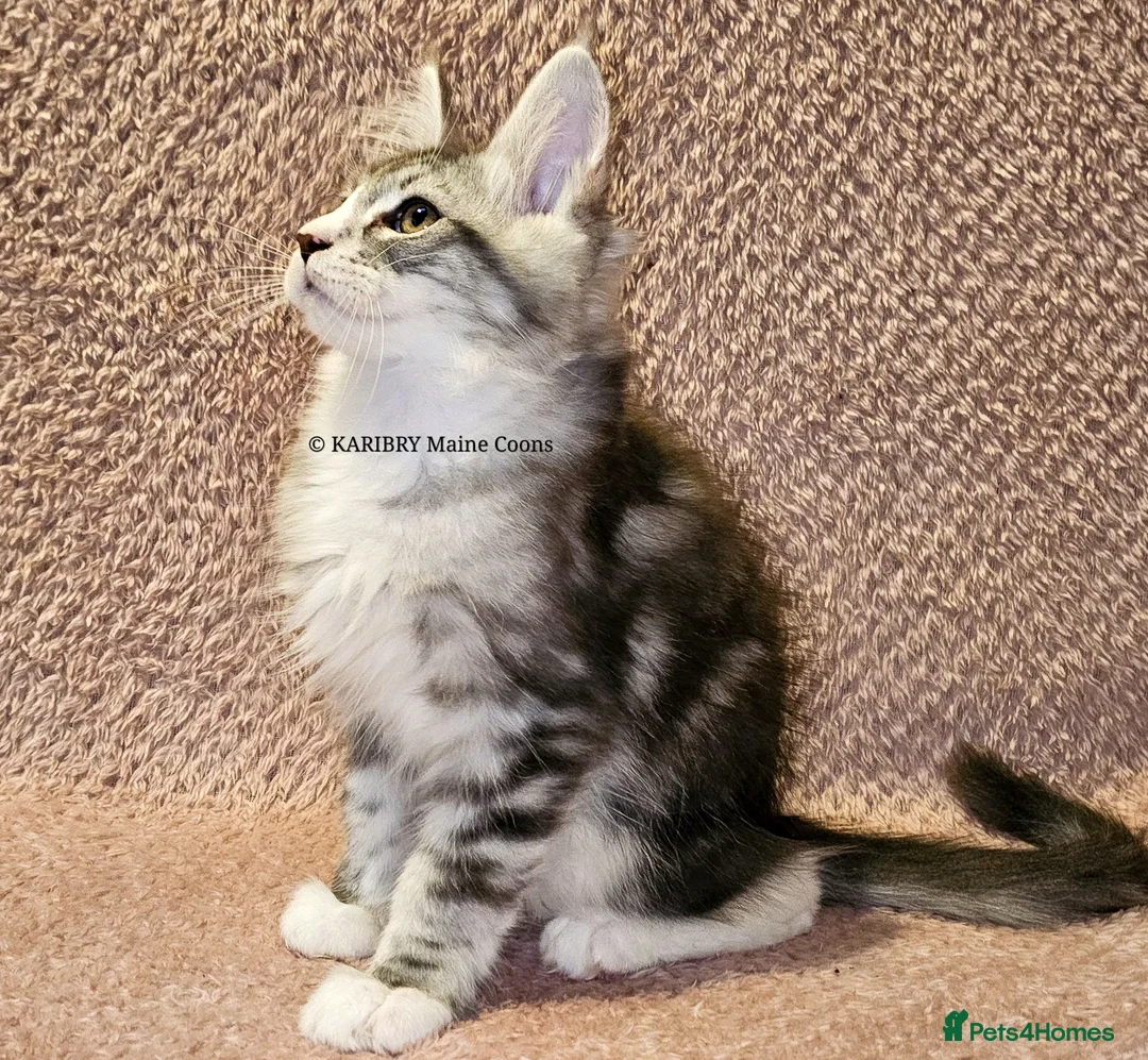 Maine Coon cats for sale: ACTIVE TICA Registered Shaded & Shaded lines - Advert 19