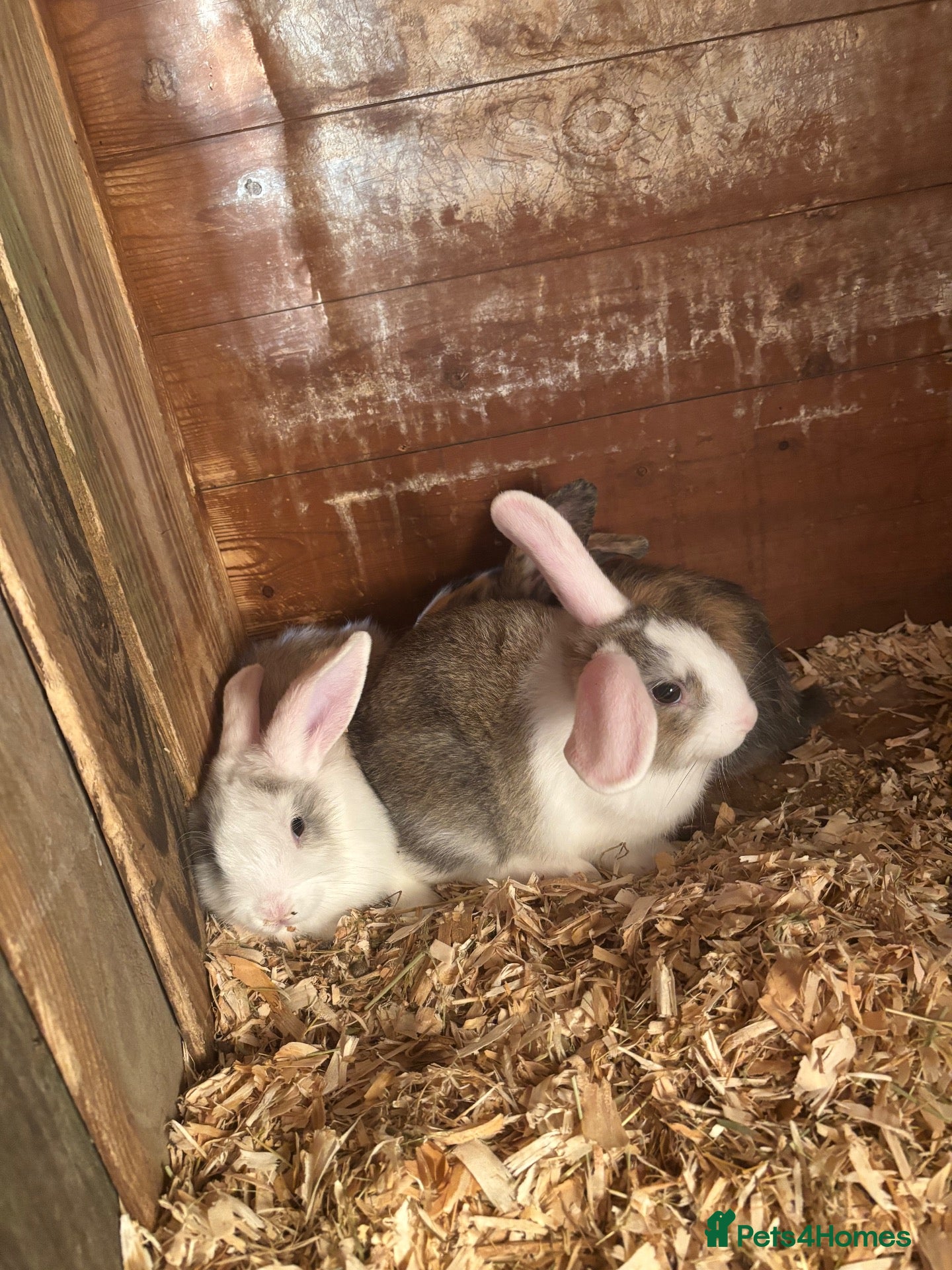 Mixed Breed rabbits Bunnies for sale - Advert 9