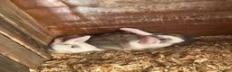 Mixed Breed rabbits for sale: Bunnies for sale in Thetford - Advert 1