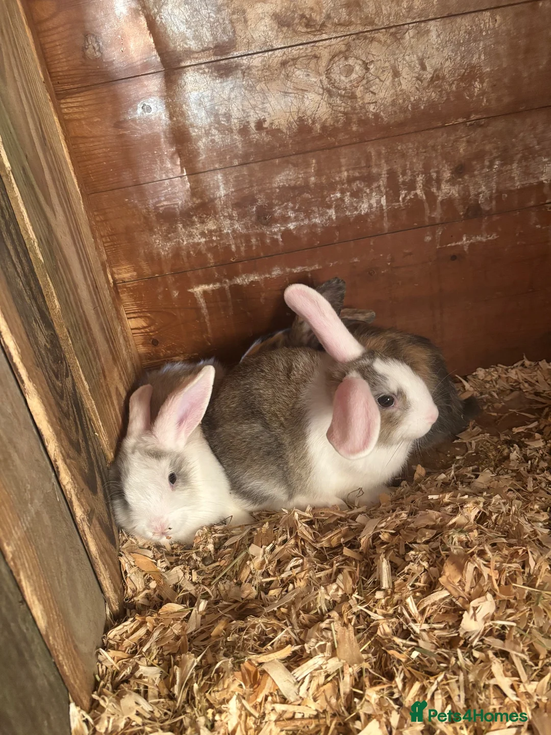 Mixed Breed rabbits for sale: Bunnies for sale in Thetford - Advert 1