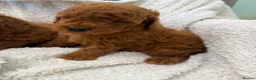 Poodle dogs for sale: Miniature homebred  red poodle pups male  - Advert 10