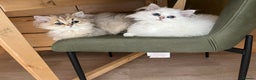 British Longhair cats for sale: Stunning British Longhair Kittens - Goldy & Snowy! - Advert 12