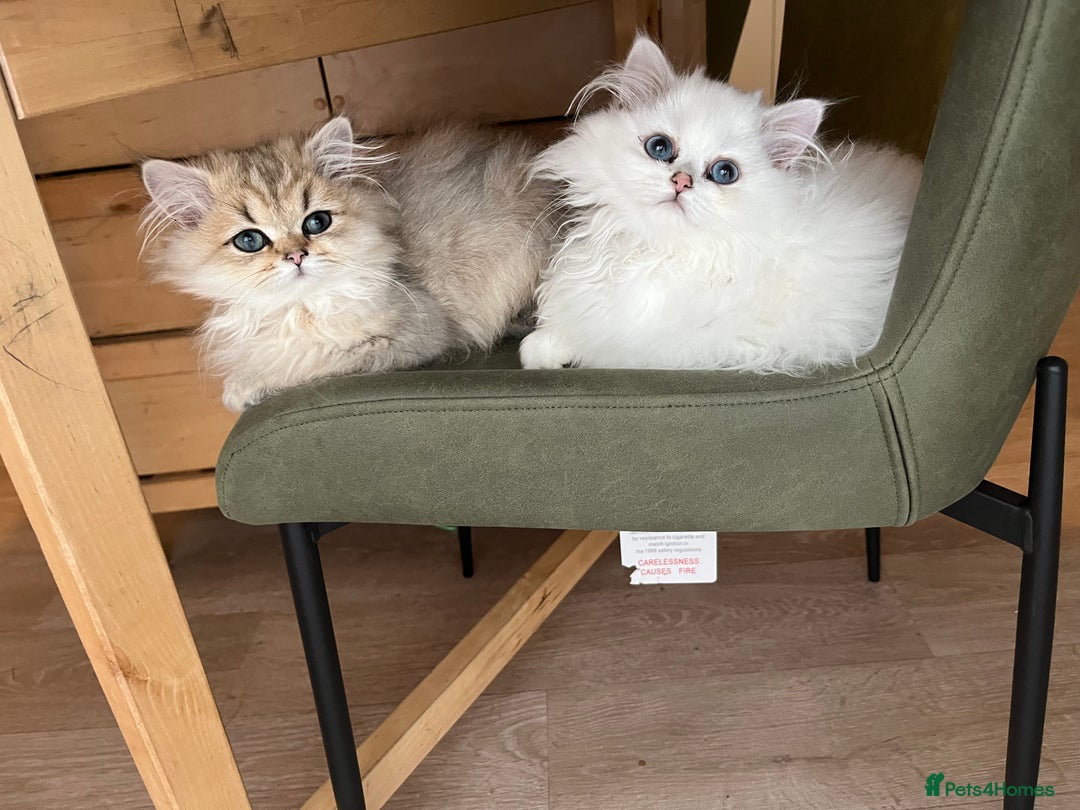 British Longhair cats for sale: Stunning British Longhair Kittens - Goldy & Snowy! - Advert 12