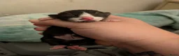 Mixed Breed cats for sale: Five stunning kittens - Advert 15