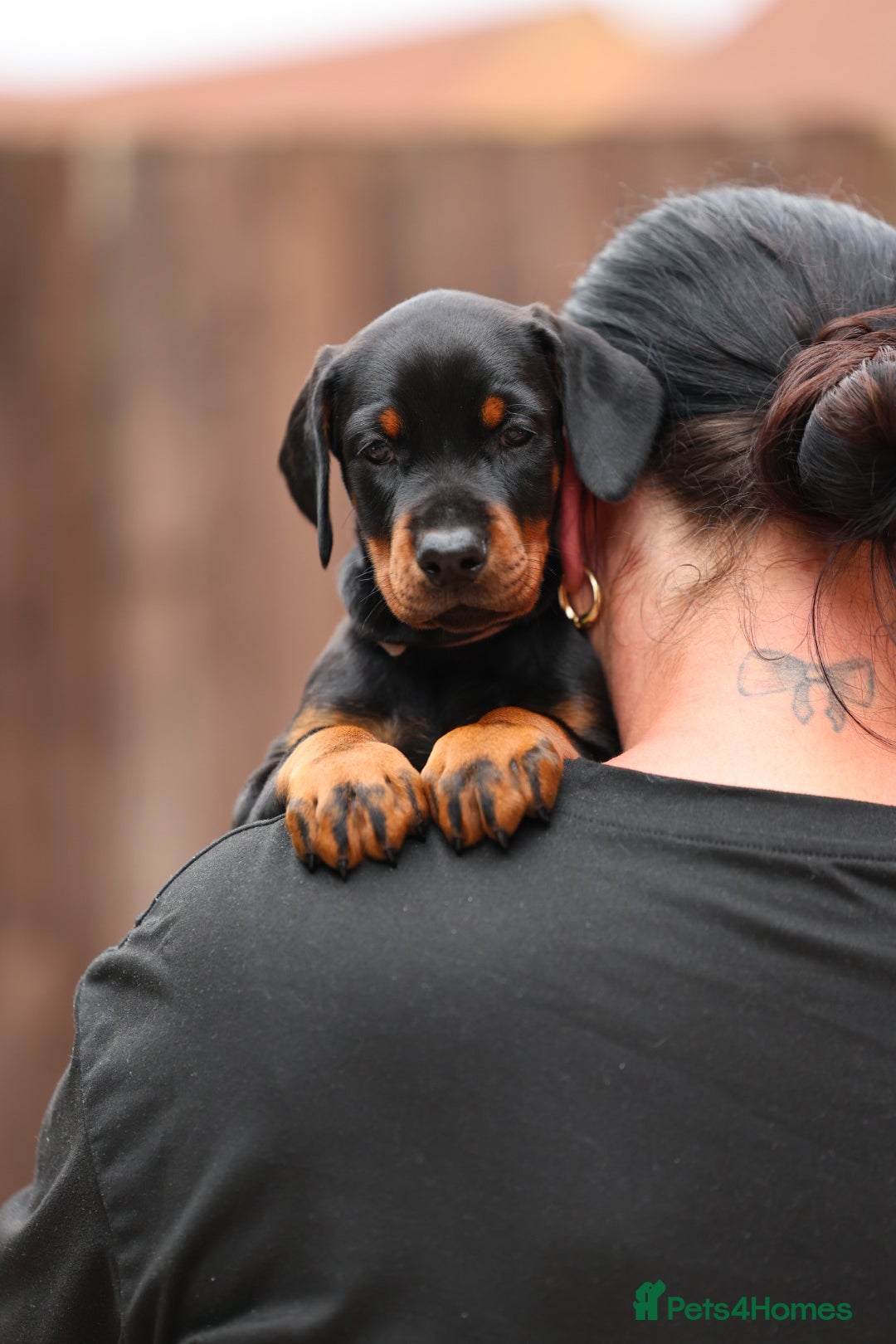 Dobermann dogs for sale: Exceptional Confident European Doberman puppies - Image 17