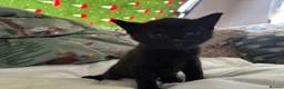 Domestic Shorthair cats for sale: beautiful babies looking for their forever home 🐱 - Advert 11