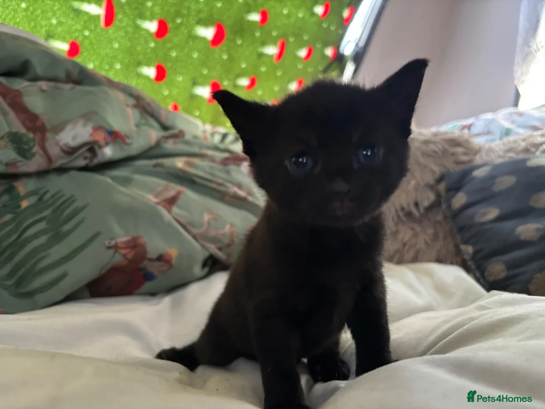 Domestic Shorthair cats for sale: beautiful babies looking for their forever home 🐱 - Advert 11