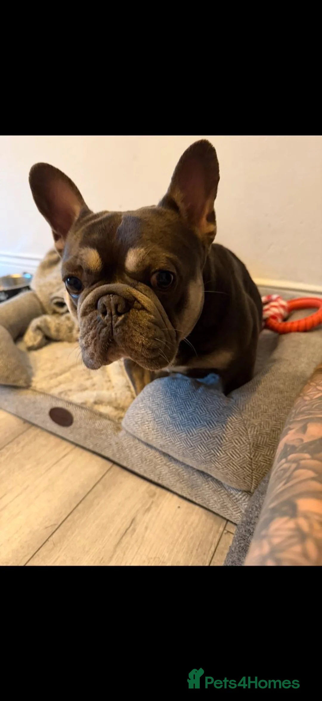 French Bulldog dogs for sale: Sunny  in Newcastle upon Tyne - Advert 5