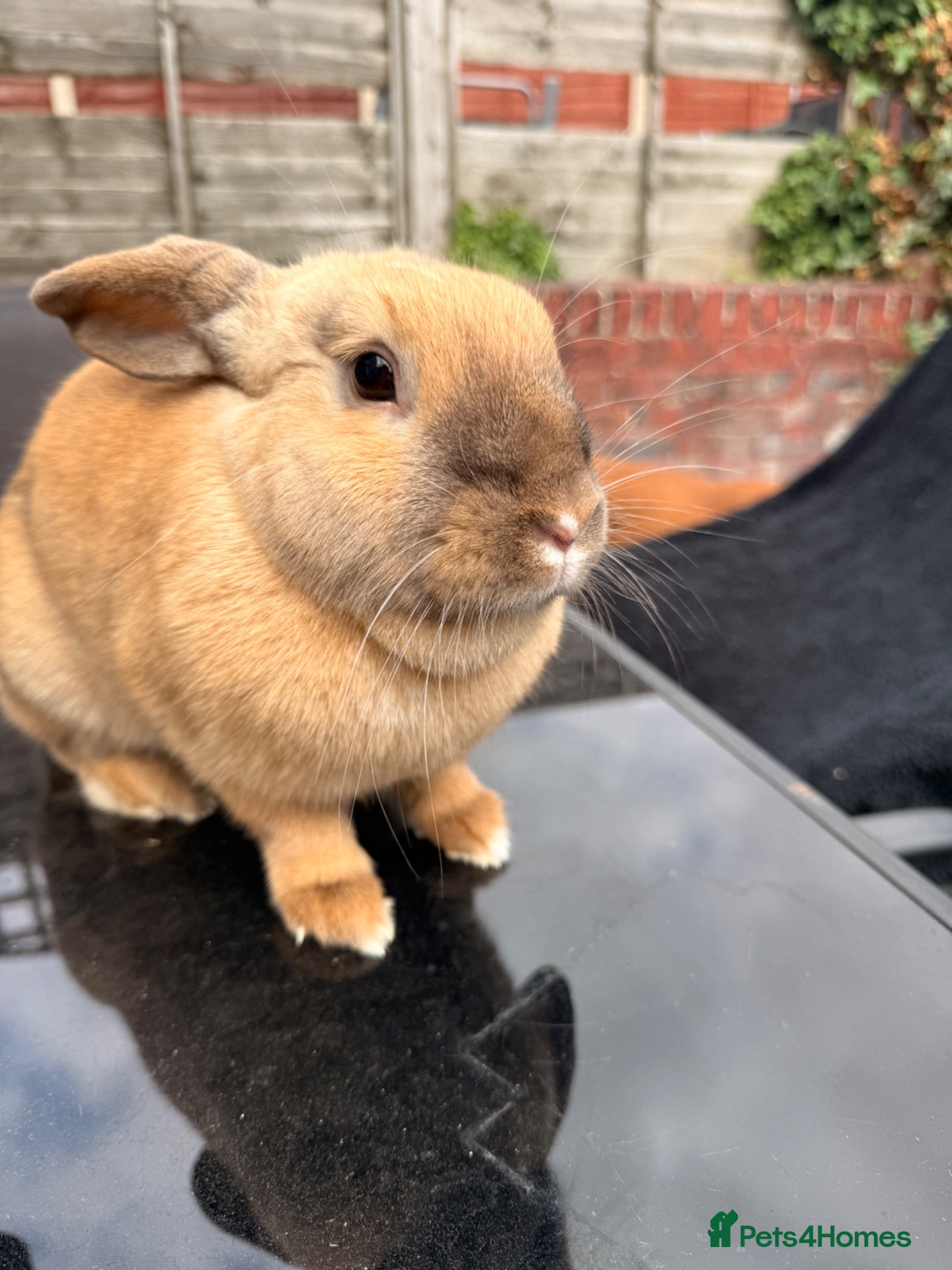 English Lop rabbits Female Rabbit - Advert 2