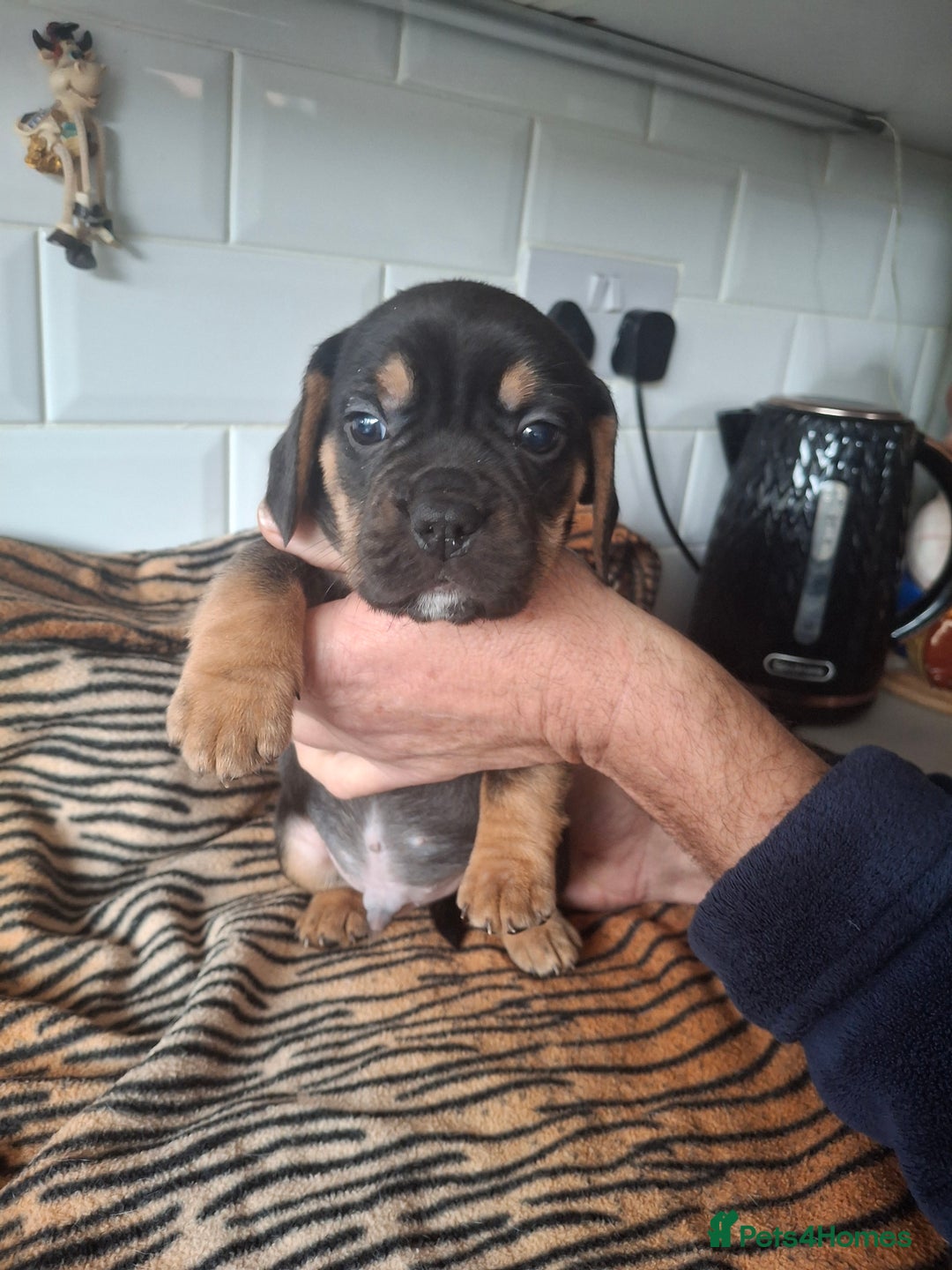 Mixed Breed dogs for sale: French bulldog X Beagle. - Advert 8