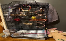 Parakeets birds for sale: Handreared and super tame red rump - Image 7