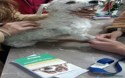 Bichon Frise dogs for adoption: Beautiful & Gentle DAISY - for a Loving Home - Image 5