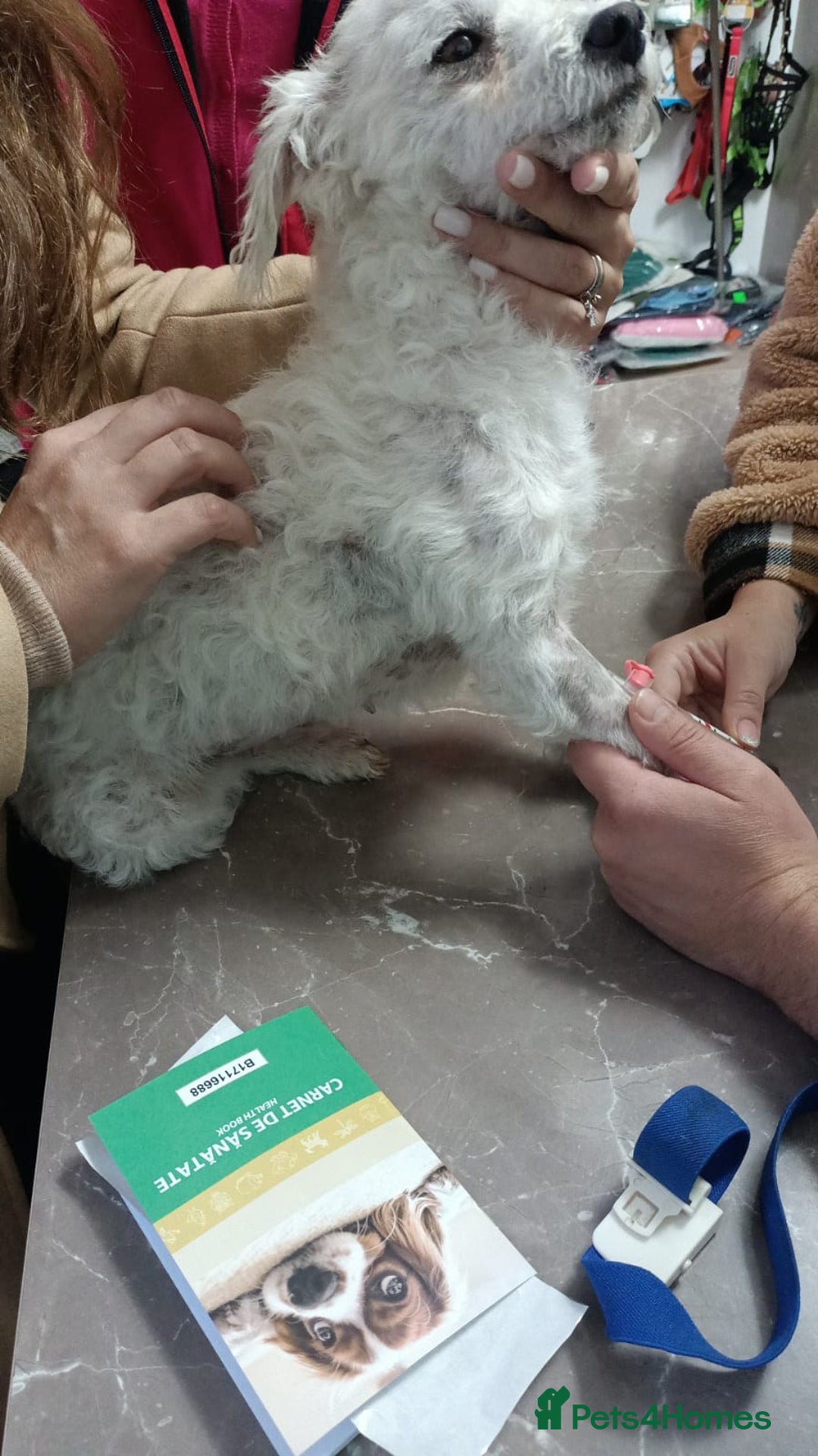 Bichon Frise dogs for adoption: Beautiful & Gentle DAISY - for a Loving Home - Image 5