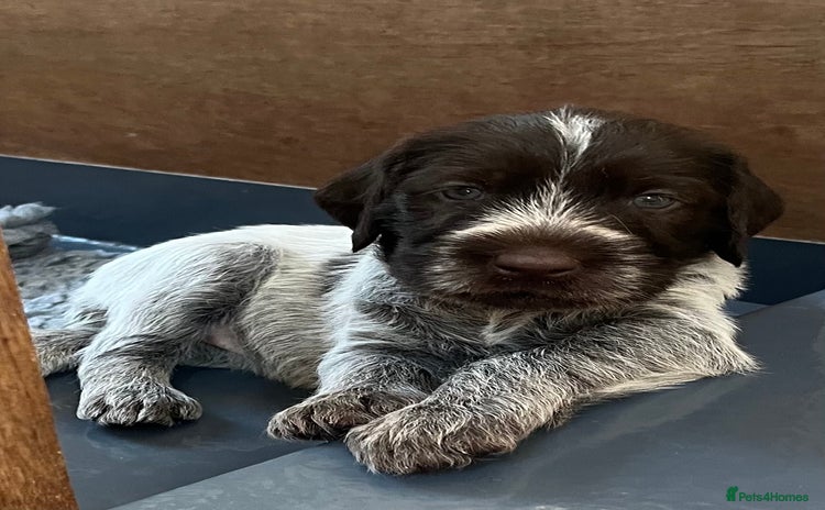 German Wirehaired Pointer dogs - Advert 1