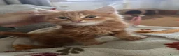 Mixed Breed cats for sale: Beautiful male Ginger kitten - Advert 5