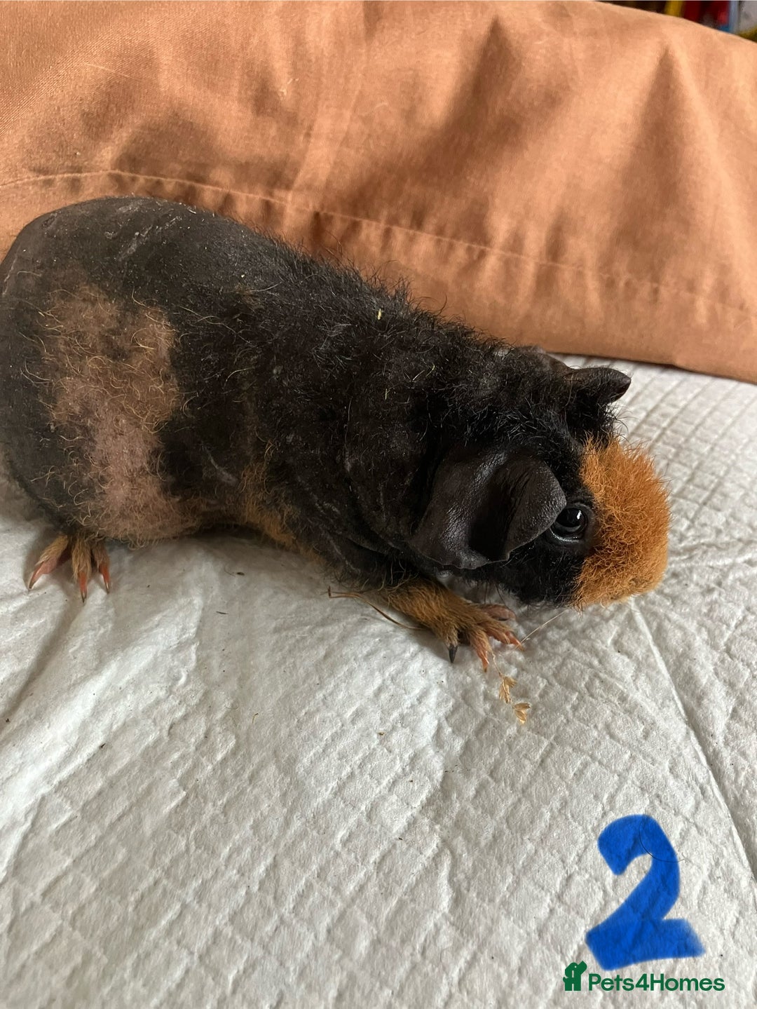 Guinea Pig rodents for sale: Well handled skinny pigs.  - Image 4