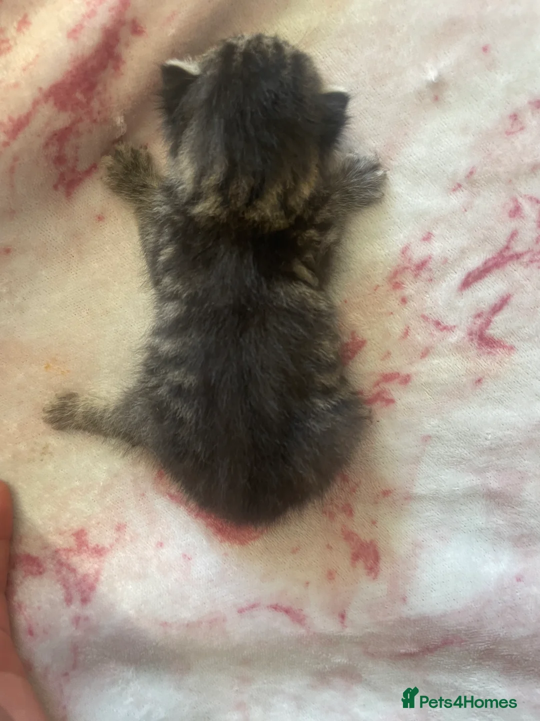 Bengal cats for sale: Bengal Cross Tabby - Advert 15