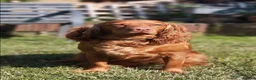 Cockapoo dogs for sale: F1 Cockapoo puppies fully DNA tested parents  - Advert 9