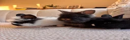 Lionhead rabbits for sale: Adorable Purebred Lionhead Bunny Babies - Advert 4