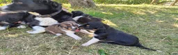 Border Collie dogs for sale: Border collie puppies 3 dogs 2 bitches - Advert 3