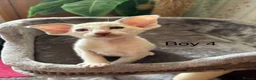 Oriental cats for sale: ✨Gorgeous Oriental Shorthair Kittens  - Advert 17
