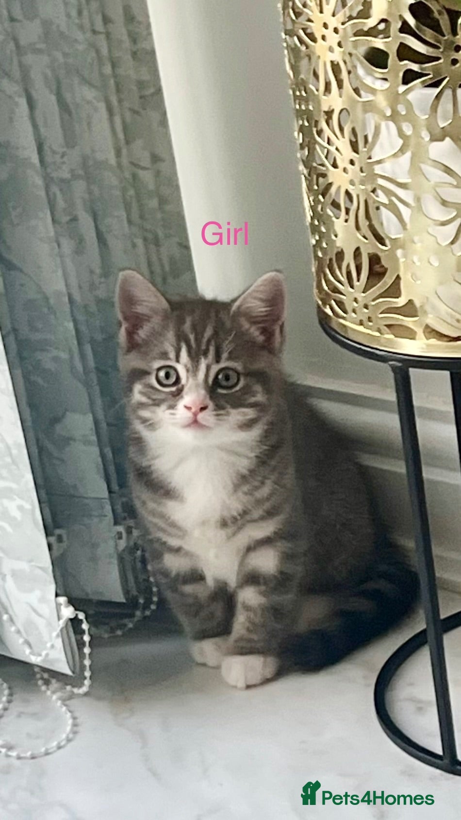 British Shorthair cats British shorthair x Ragdoll blue point kitten 🩷 - Advert 15