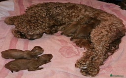 Cavapoo dogs for sale: Cavapoo puppies  - Image 4